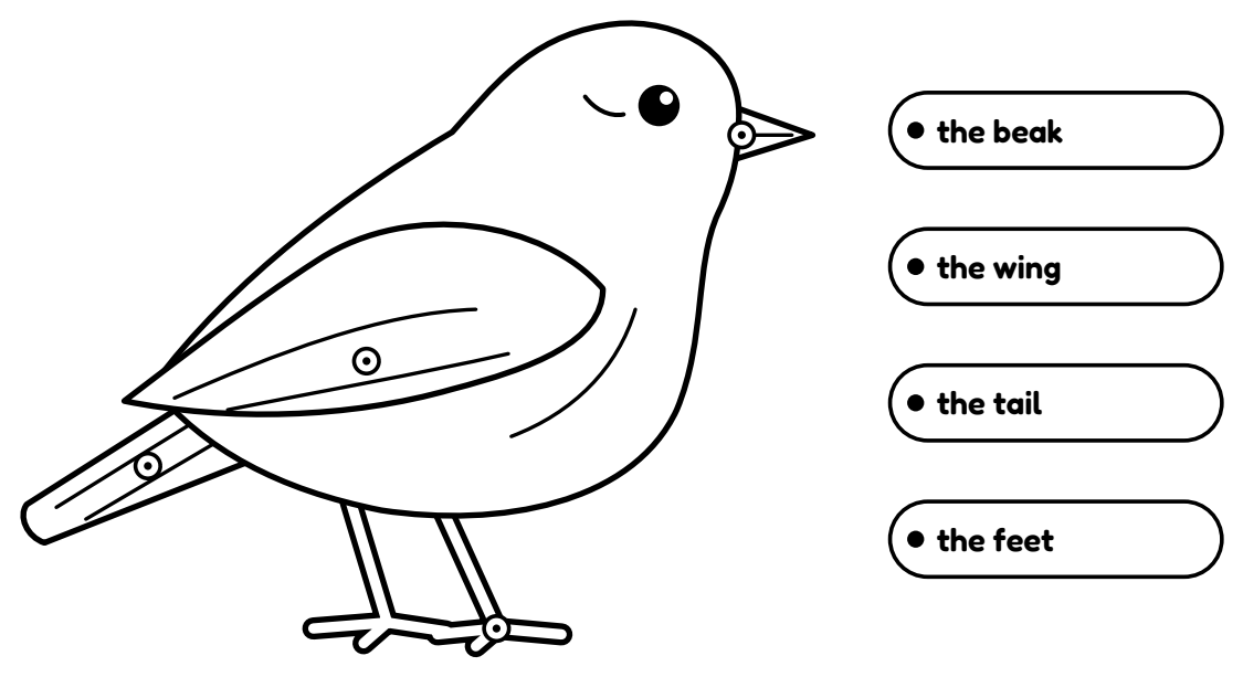 Activity 50: Draw a line from each word to that part of the bird.
